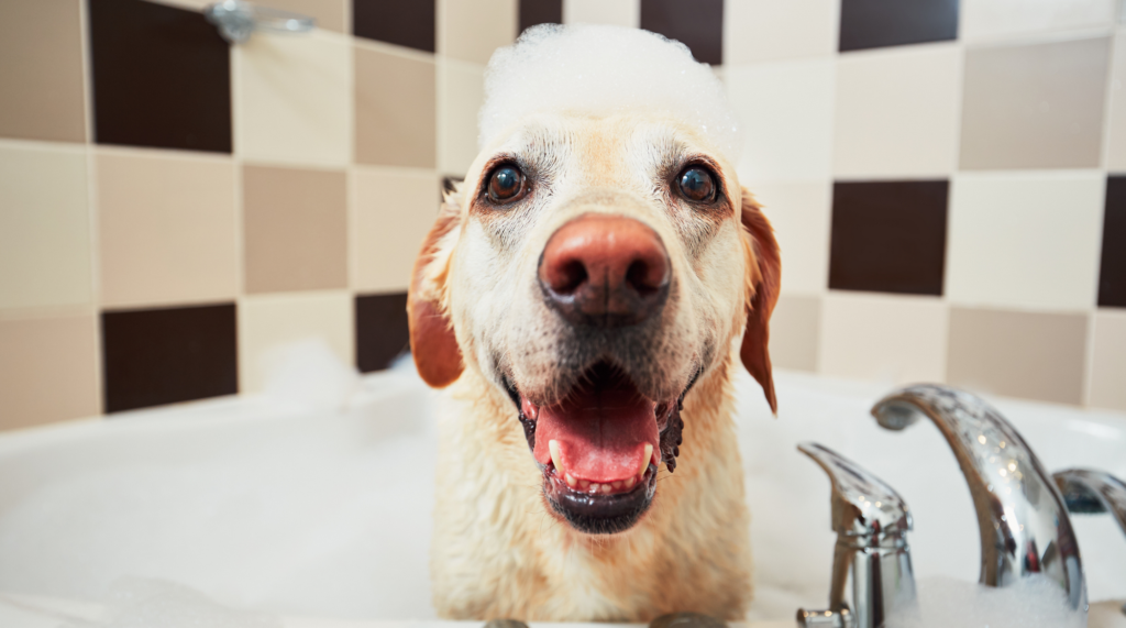 Can I Use Human Shampoo On My Dog? B.O.S Naturals