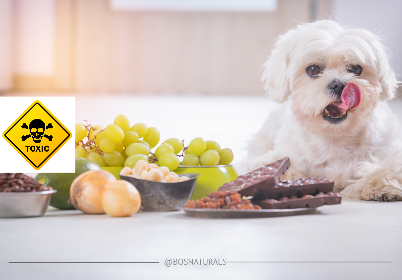 Healthy and unhealthy food for your dogs! B.O.S Naturals