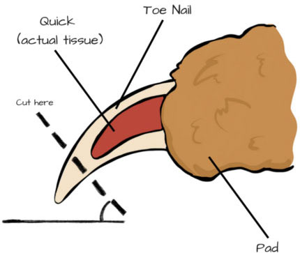 How to clip your dogs nails - B.O.S Naturals